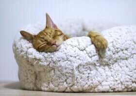 Achieve Ultimate Relaxation with These Wellness Tips